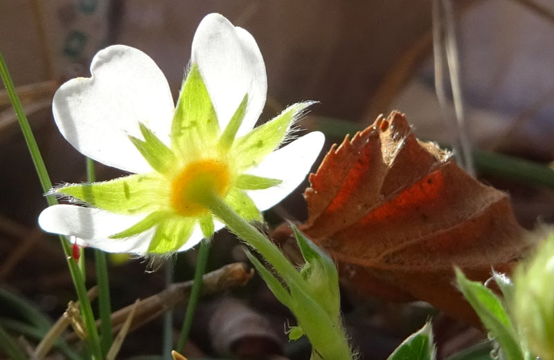 Potentilla alba / Cinquefoglia bianca